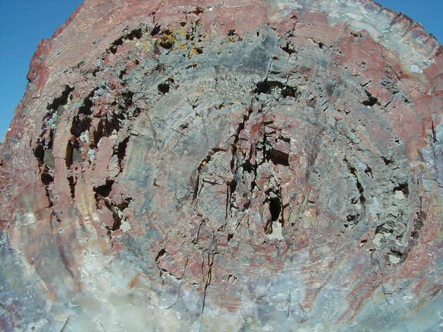 Petrified wood